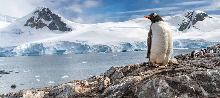 Penguin with glaciers in the background, Antarctica
