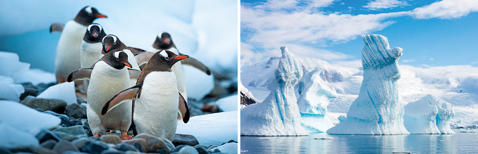 Antarctica Expedition Cruises: What to Expect on Your Next Journey