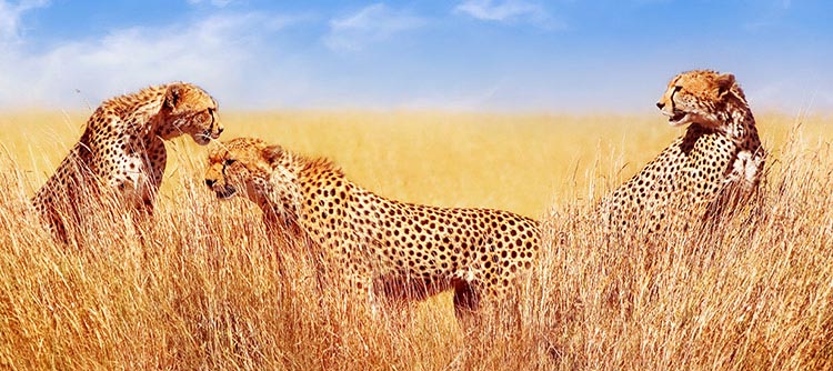 Cheetahs, wildlife safari, Serengeti, Kenya, Africa