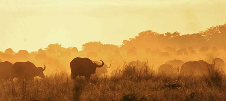 Best of Africa: South Africa, Zimbabwe and Botswana including Johannesburg, Kruger National Park, Victoria Falls, Hwange, and Chobe National Park