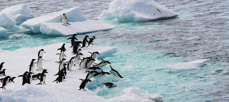Penguin colony on an iceberg, Antarctica