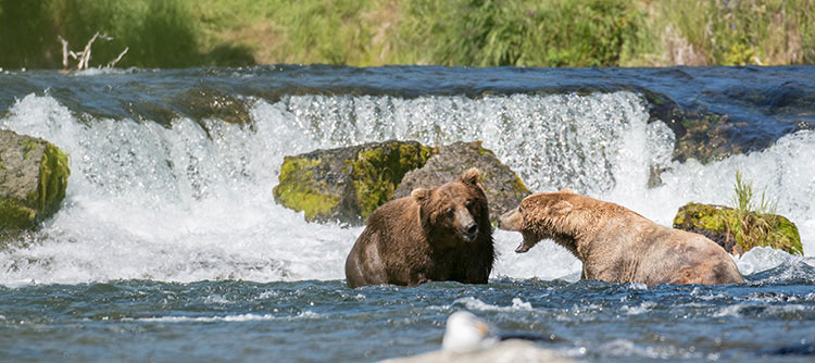 Bears, wildlife, Alaska, USA