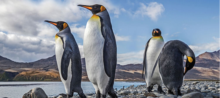Emperor penguins on rocks near the water, Antarctica