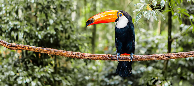 Expedition Cruise from Manaus to Lima | Spot some colorful and fascinating birds birds