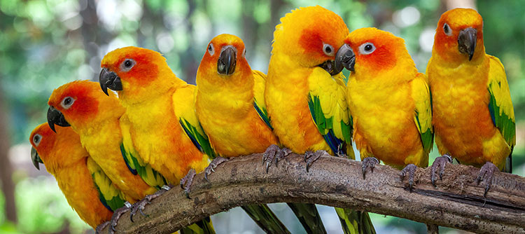 Birds lining up on a tree in Amazon forest, South America