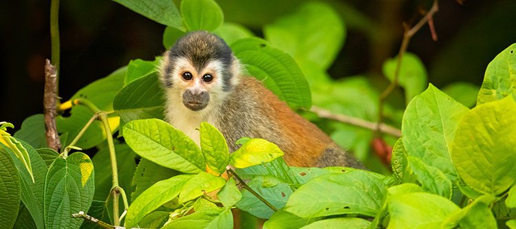 Red-backed Squirrel Monkey on the banana tree in tropical forest in Costa Rica