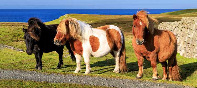 Expedition Cruise to Reykjavík Shetland Ponies