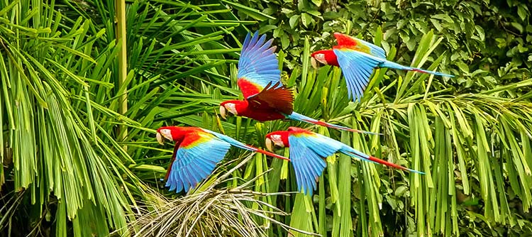 A flock of macaws against Amazon jungle greenery