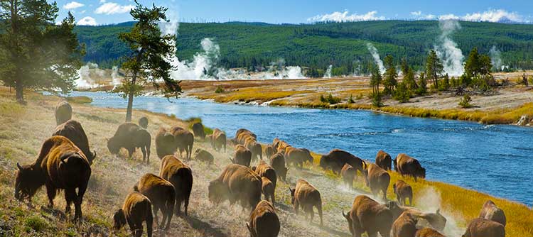 Yellowstone, Old Faithful, Geyser, National Park